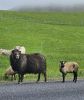PICTURES/Heimaey Island Critters/t_20260604_142515.jpg